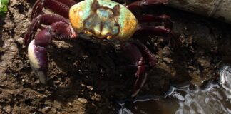 defeso-do-caranguejo-uca-comeca-nesta-terca-(17)-em-dez-estados