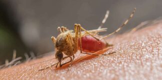 casos-de-malaria-despencam-quase-40%-no-acre,-mas-municipio-registra-alta-de-mais-de-180%