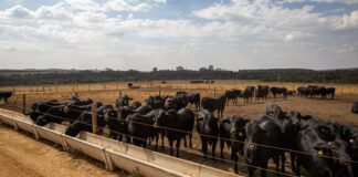 Atividade econômica brasileira cresce 2,5% em 2025 atividade-economica-brasileira-cresce-2,5%-em-2025