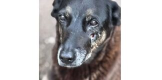 Hospital veterinário municipal passa a funcionar 24 horas em São Paulo hospital-veterinario-municipal-passa-a-funcionar-24-horas-em-sao-paulo