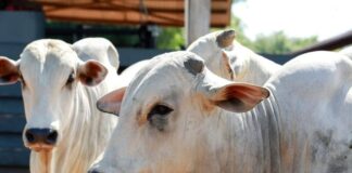 Em favor do Acre, STF decide sobre legalidade de cobrança de ICMS em transferência de gado entre fazendas de mesmo proprietário em-favor-do-acre,-stf-decide-sobre-legalidade-de-cobranca-de-icms-em-transferencia-de-gado-entre-fazendas-de-mesmo-proprietario