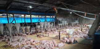 Imac fortalece suinocultura com licenciamento ambiental e incentiva produção sustentável no Acre imac-fortalece-suinocultura-com-licenciamento-ambiental-e-incentiva-producao-sustentavel-no-acre