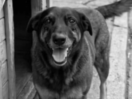 lei-orelha:-projeto-preve-multa-ate-quatro-vezes-maior-para-quem-agredir-ou-abandonar-animais-no-rio