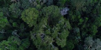 floresta-amazonica-esta-mais-resistente-a-seca,-diz-estudo-da-ufmg