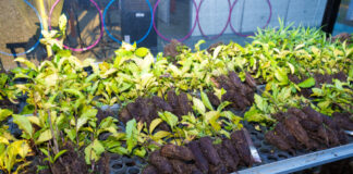 dia-d-pelo-meio-ambiente-e-clima-com-servicos-gratuitos-e-descarte-de-residuos-sera-realizado-em-rio-branco-neste-sabado