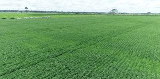 Agronegócio no Acre