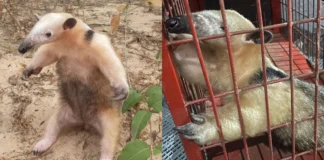 tamanduá resgatado no Acre em ação de resgate dos bombeiros em Rio Branco