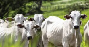 Acre inicia 2026 com salto nas exportações e Brasileia assume liderança no ranking estadual acre-inicia-2026-com-salto-nas-exportacoes-e-brasileia-assume-lideranca-no-ranking-estadual