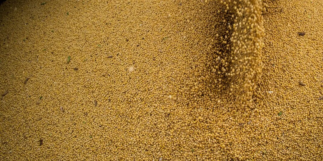 agro-cresce-11,7%,-impulsiona-pib-e-ganha-participacao-na-economia