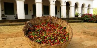 Café da Serra de Baturité conquista IG e reforça tradição sustentável no Ceará cafe-da-serra-de-baturite-conquista-ig-e-reforca-tradicao-sustentavel-no-ceara