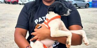 cruzeiro-do-sul-tera-feira-de-adocao-de-animais-neste-sabado