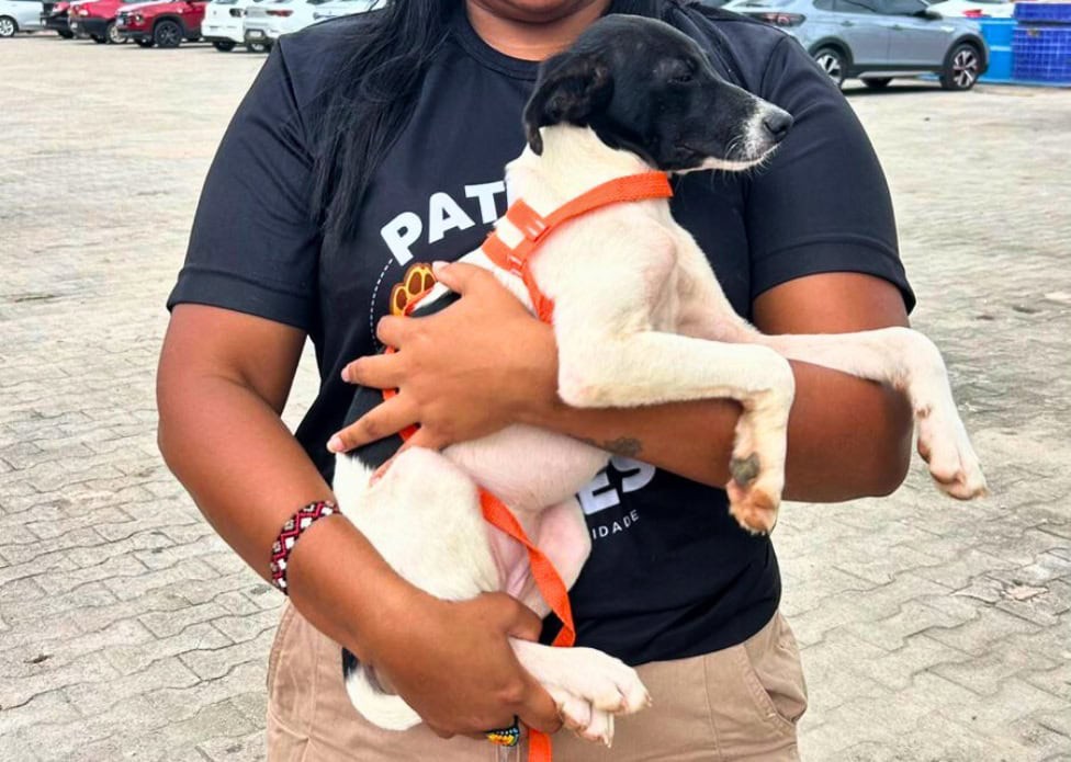 cruzeiro-do-sul-tera-feira-de-adocao-de-animais-neste-sabado