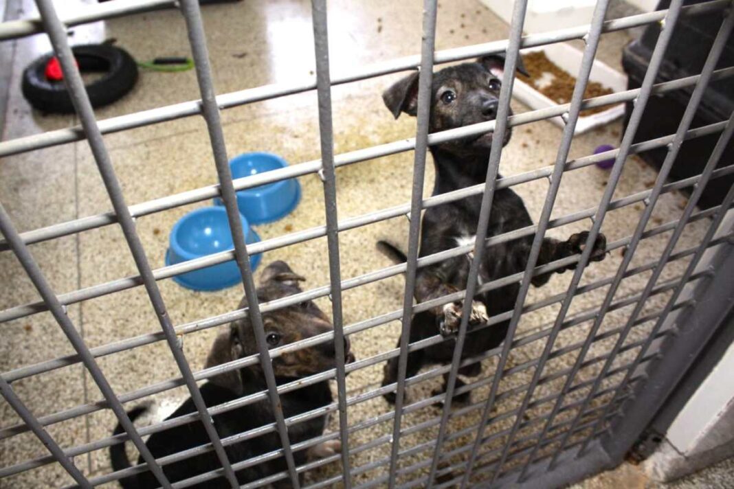 tarauaca:-mpac-apura-denuncias-de-maus-tratos-no-canil-municipal