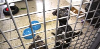 Tarauacá: MPAC apura denúncias de maus-tratos no canil municipal tarauaca:-mpac-apura-denuncias-de-maus-tratos-no-canil-municipal