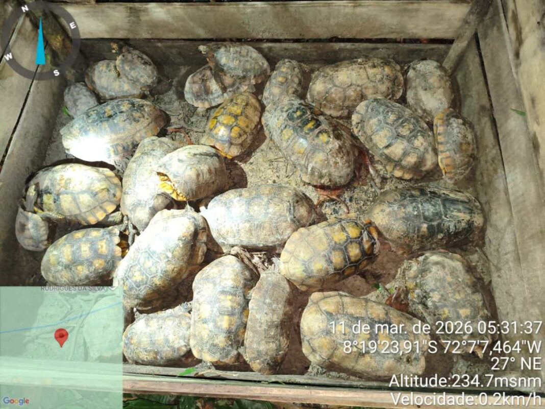 operacao-ambiental-apreende-36-jabutis-na-resex-riozinho-da-liberdade