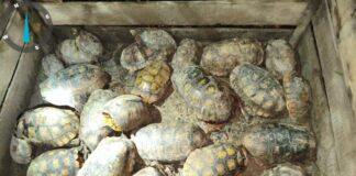 Operação ambiental apreende 36 jabutis na Resex Riozinho da Liberdade operacao-ambiental-apreende-36-jabutis-na-resex-riozinho-da-liberdade