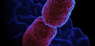 hospital-em-campinas-restringe-atendimento-para-conter-superbacteria