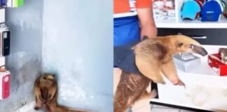 Tamanduá é resgatado dentro de loja de celulares em Porto Walter tamandua-e-resgatado-dentro-de-loja-de-celulares-em-porto-walter