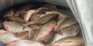 PRF apreende mais de uma tonelada de pescado com nota irregular na BR-364 no Juruá prf-apreende-mais-de-uma-tonelada-de-pescado-com-nota-irregular-na-br-364-no-jurua