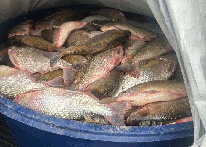 prf-apreende-mais-de-uma-tonelada-de-pescado-com-nota-irregular-na-br-364-no-jurua