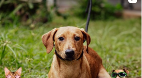 saude-animal:-rio-branco-recebe-pontos-de-vacinacao-antirrabica-neste-fim-de-semana