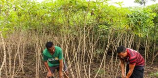 safra-de-fevereiro-deve-passar-de-204-mil-toneladas-e-superar-producao-acreana-do-ano-passado,-aponta-ibge