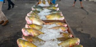 Prefeitura de Cruzeiro do Sul lança 6ª edição da Feira do Peixe no Mercado João Machado prefeitura-de-cruzeiro-do-sul-lanca-6a-edicao-da-feira-do-peixe-no-mercado-joao-machado