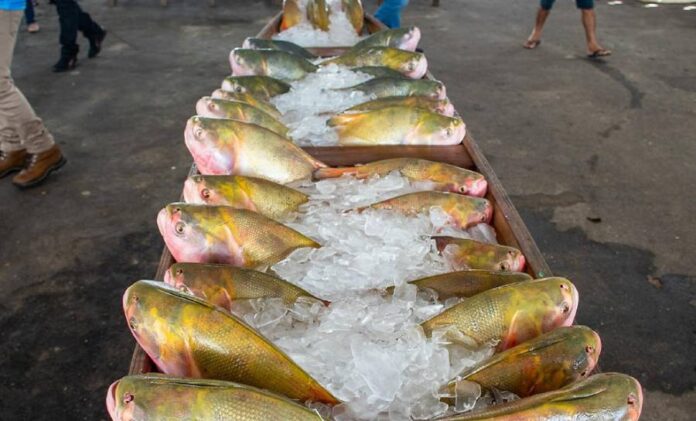 prefeitura-de-cruzeiro-do-sul-lanca-6a-edicao-da-feira-do-peixe-no-mercado-joao-machado