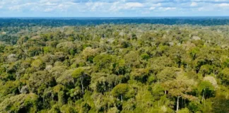 Operação ambiental aplica mais de R$ 3 milhões em multas por desmatamento no Acre operacao-ambiental-aplica-mais-de-r$-3-milhoes-em-multas-por-desmatamento-no-acre