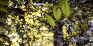 condutor-compartilha-trajetoria-e-dicas-de-observacao-de-aves-no-acre-em-palestra-gratuita