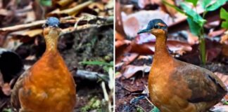 Vídeo mostra encontro com nova espécie de inhambu na Serra do Divisor video-mostra-encontro-com-nova-especie-de-inhambu-na-serra-do-divisor