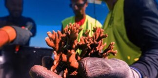 turismo-regenerativo-oferece-a-visitantes-a-oportunidade-de-recuperar-corais-em-pernambuco