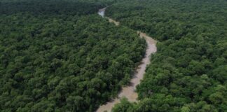 consorcio-da-amazonia-legal-debate-politicas-publicas