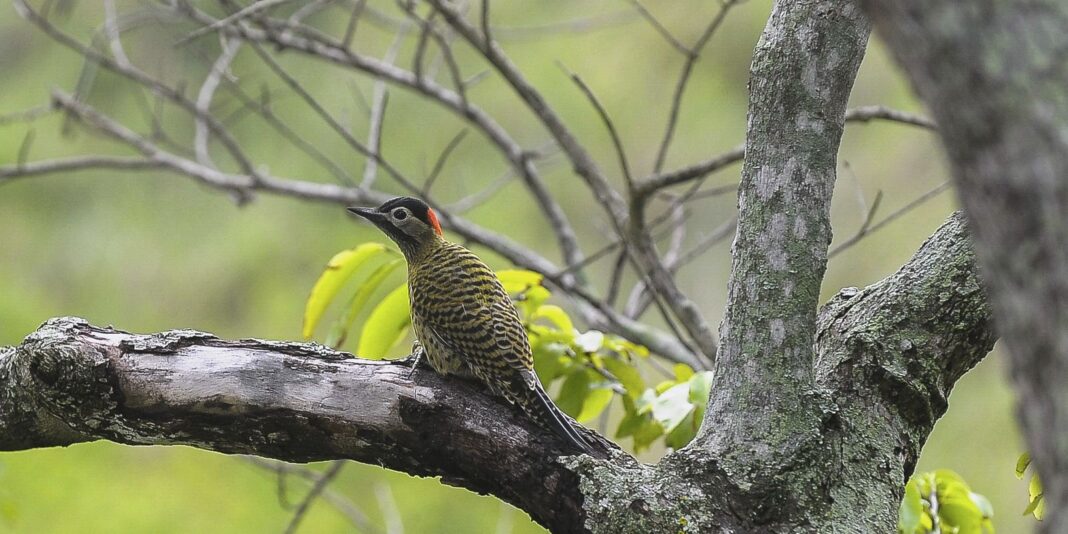 brasil-sedia-conferencia-mundial-de-conservacao-de-animais-silvestres