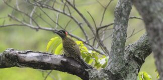 Brasil sedia conferência mundial de conservação de animais silvestres brasil-sedia-conferencia-mundial-de-conservacao-de-animais-silvestres