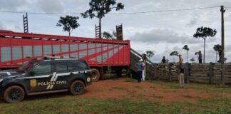 acao-conjunta-entre-as-policias-civis-do-acre-e-a-policia-rodoviaria-federal,-com-apoio-da-policia-civil-do-amazonas,-recupera-mais-de-40-cabecas-de-gado