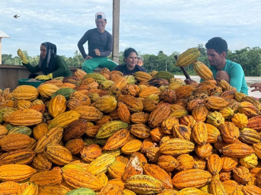 ouro-da-amazonia:-cacau-do-jurua-conquista-premio-e-muda-vida-de-ribeirinhos