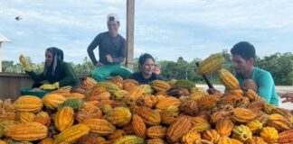 ouro-da-amazonia:-cacau-do-jurua-conquista-premio-e-muda-vida-de-ribeirinhos