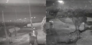 capivara-e-covardemente-atacada-por-8-homens-no-rio;-suspeitos-sao-presos