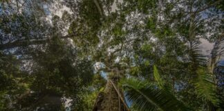 Dia Mundial das Florestas: Acre fortalece políticas indígenas e amplia ações nos territórios para preservação ambiental dia-mundial-das-florestas:-acre-fortalece-politicas-indigenas-e-amplia-acoes-nos-territorios-para-preservacao-ambiental