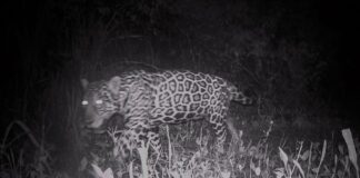 campo-grande-recebe-evento-sobre-conservacao-de-animais-silvestres