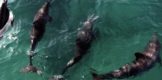 acordo-reforca-protecao-a-golfinhos-na-praia-de-pipa