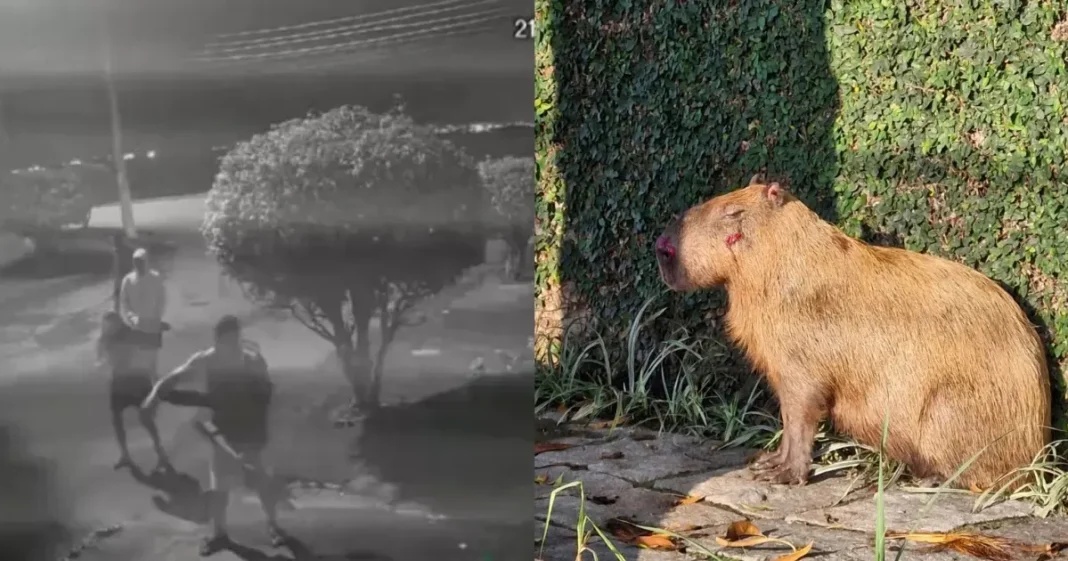 seis-homens-sao-presos-apos-agredirem-capivara-no-rio-de-janeiro