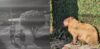 seis-homens-sao-presos-apos-agredirem-capivara-no-rio-de-janeiro