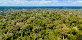 nova-norma-permite-embargo-remoto-em-areas-com-irregularidades-ambientais-no-acre