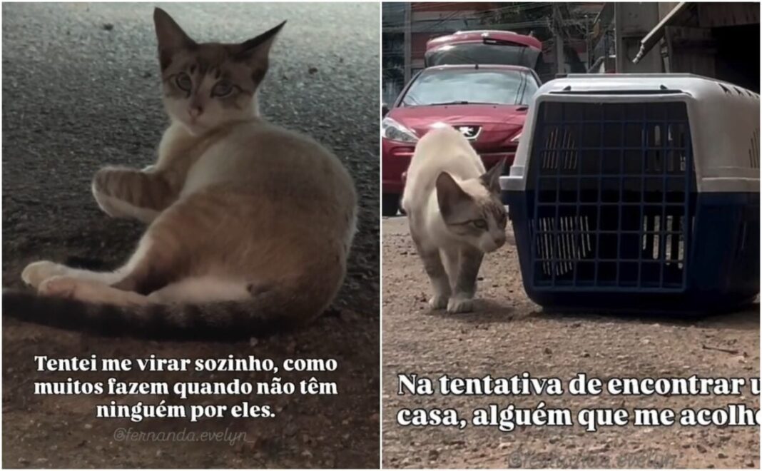 gatinho-resgatado-apos-agressao-precisa-de-cirurgia;-tutora-mobiliza-campanha