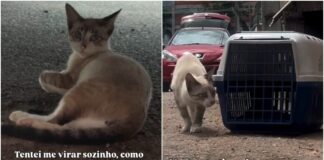 gatinho-resgatado-apos-agressao-precisa-de-cirurgia;-tutora-mobiliza-campanha