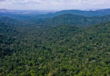 desmatamento-no-amazonas-caiu-32%-entre-agosto-e-fevereiro-deste-ano
