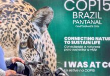 cop15-inclui-mais-40-especies-migratorias-em-lista-de-protecao