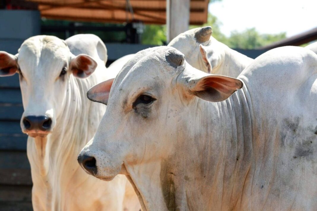 vacinacao-obrigatoria-contra-brucelose-comeca-nesta-quarta-no-acre